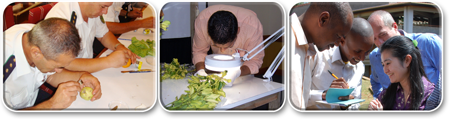 Who Performs Pest Risk Analysis?