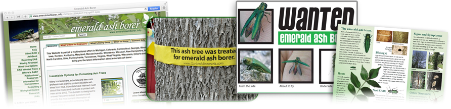 emerald ash borer