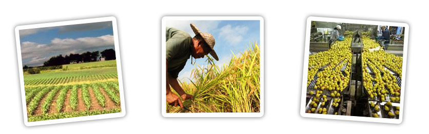 Pest Risk Assessment